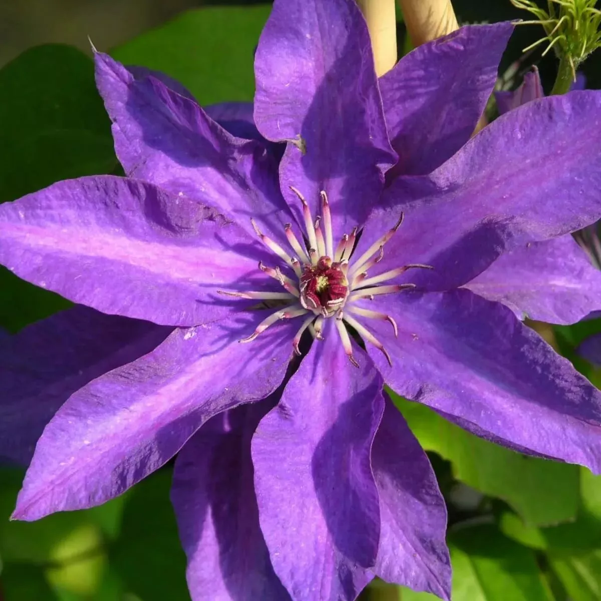 Клематис Зе Президент  v2 Cl 