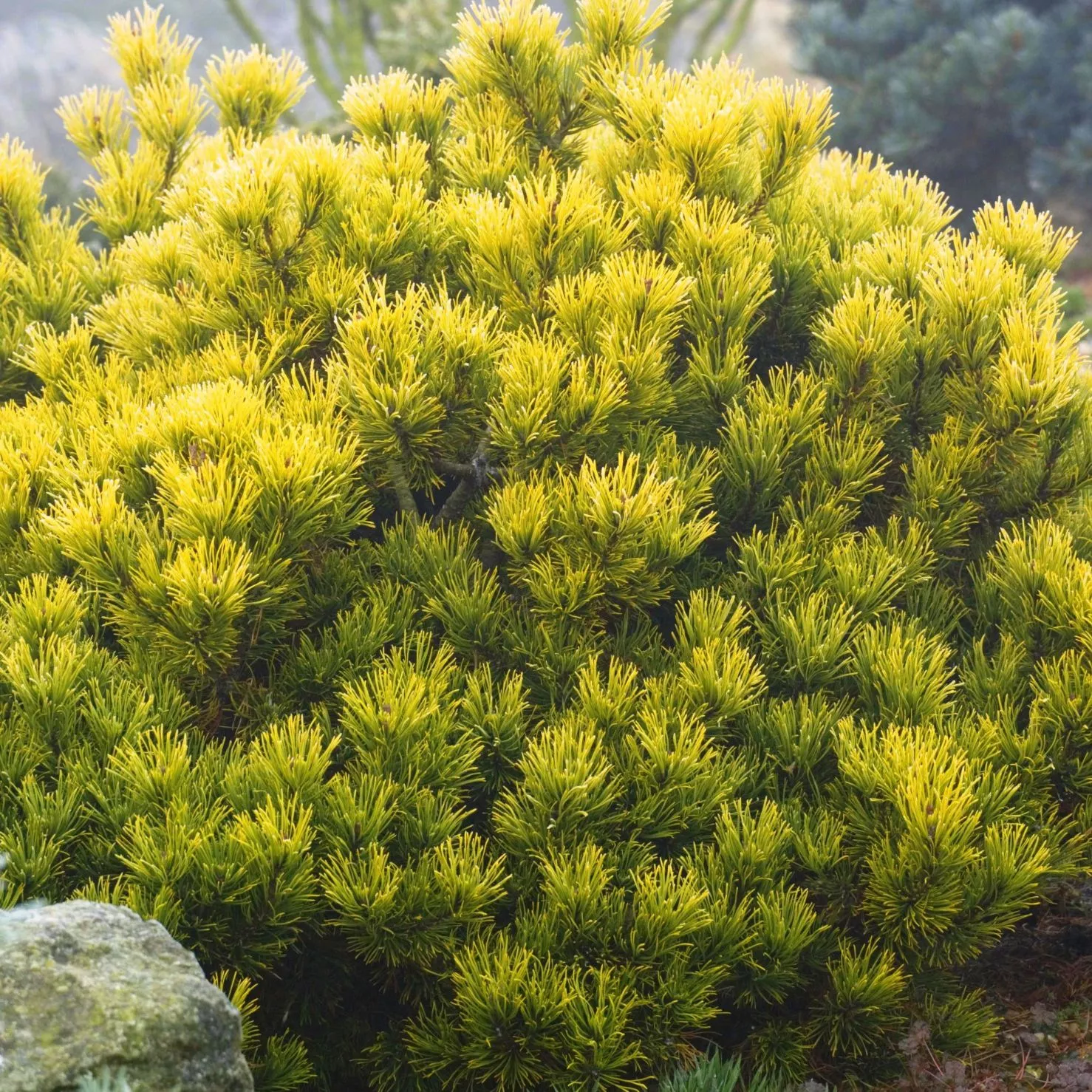 Растение сосна черная Винтер Голд 40-50 (посмотреть цену) 