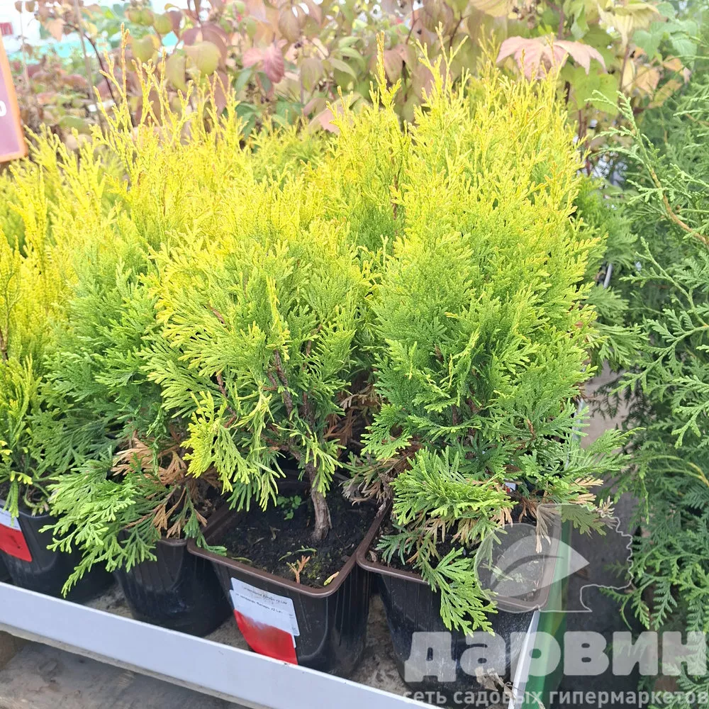 Туя западная Янтарь v2 Lav 