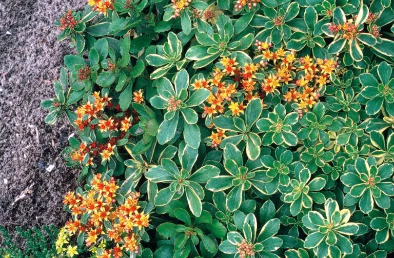 Седум камчатский Вариегатум d12 ХР 