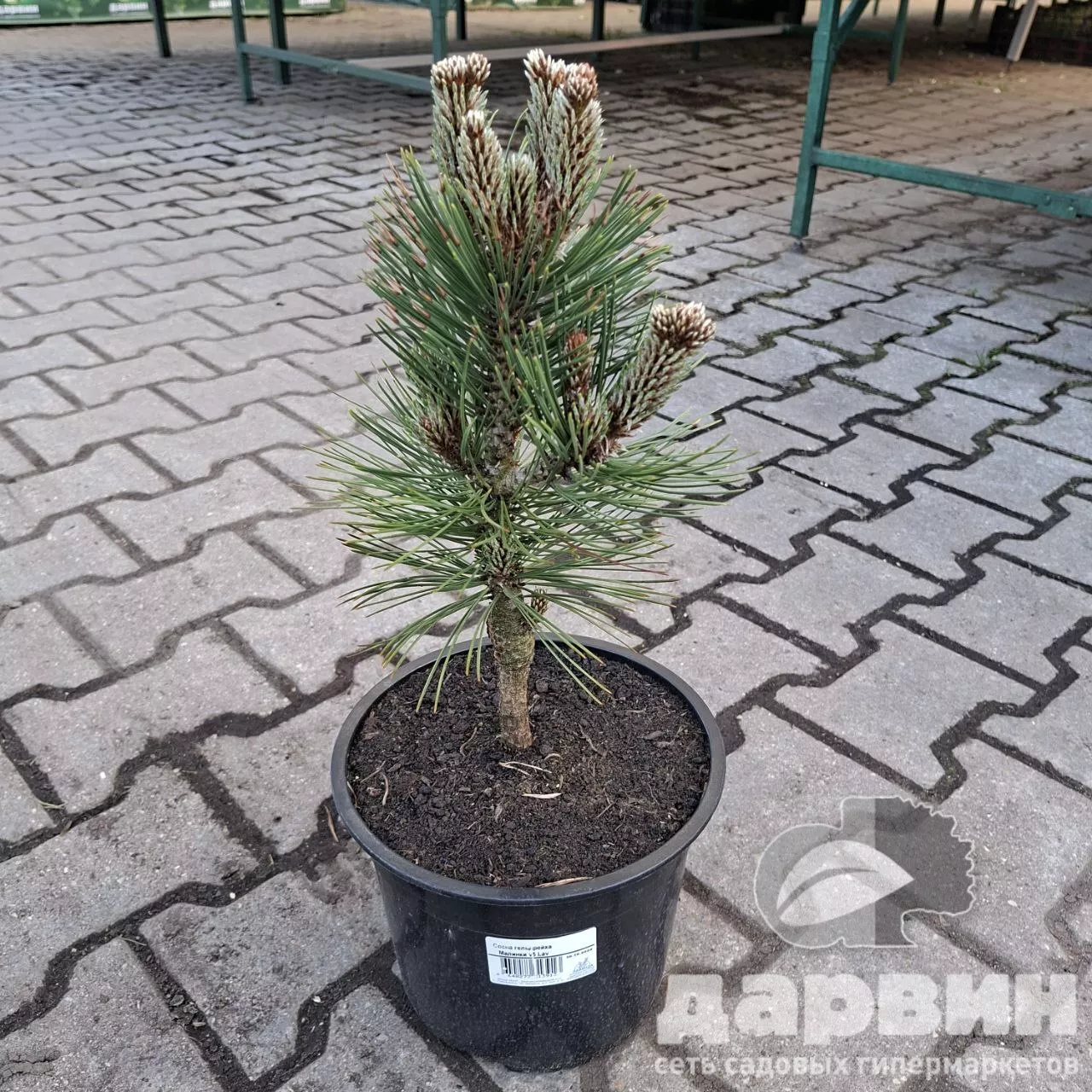 Сосна гельдрейха Малинки v5 Lav 