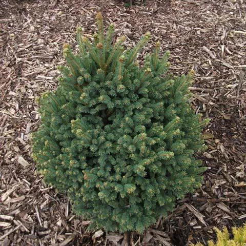 Ель канадская Игл Роск 40-50 см 