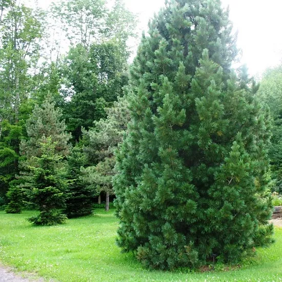 Сосна румелийская C26, 80-100 UL 