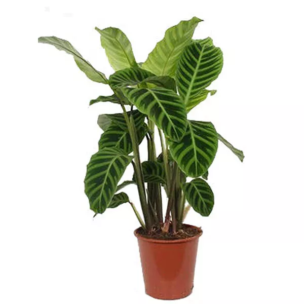 Алоказия d21 ХР 