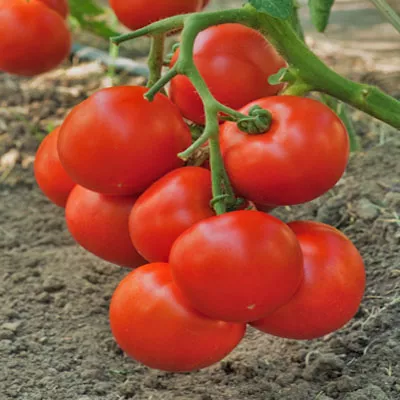 Рассада Томат Интрига p9 Tim