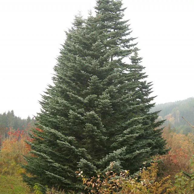 Растение пихта вичи Сильбертанне 200-225см 
