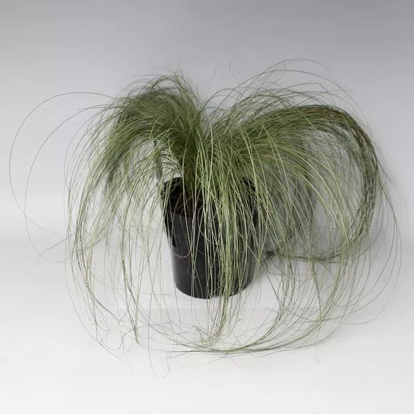 Осока Фростед карлс Р17 Tw 