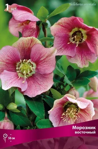 Кореневище Морозник восточный  1шт Поиск 