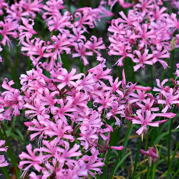 Корневище Нерине Пинк, 1шт/уп 