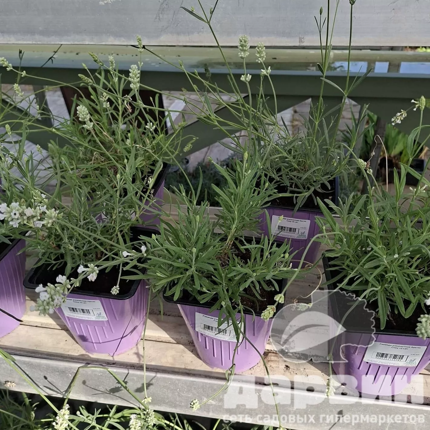 Лаванда узколистная Арктик Сноу v2 Lav 