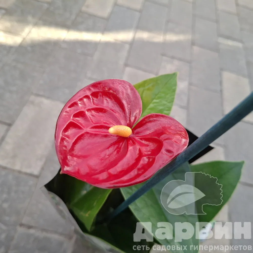 Антуриум Андреанум Джамбо Ред d9 h30 