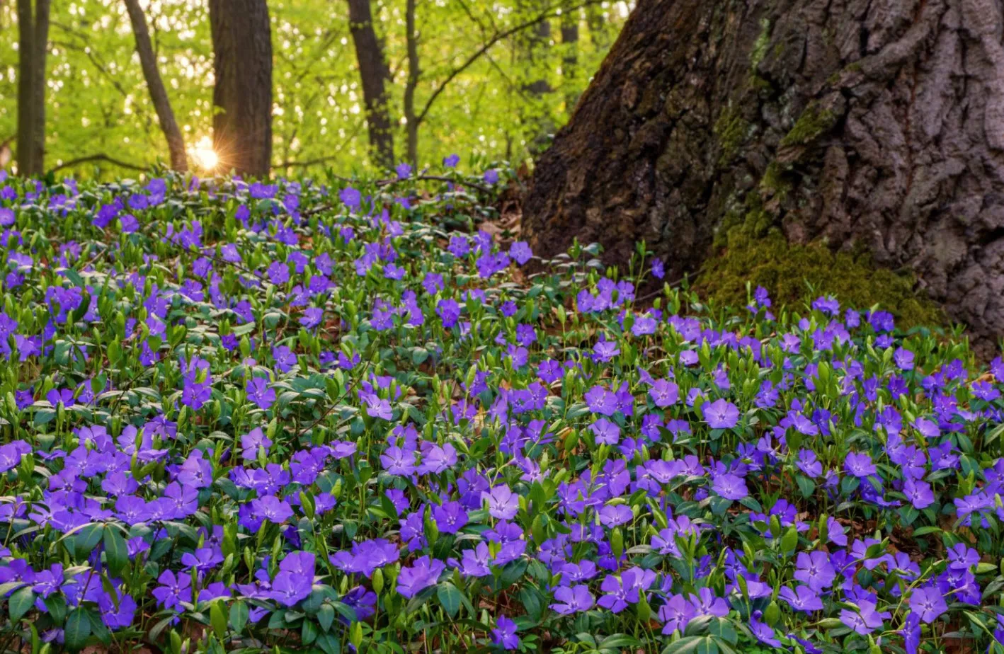 Барвинок  d9 ХР 