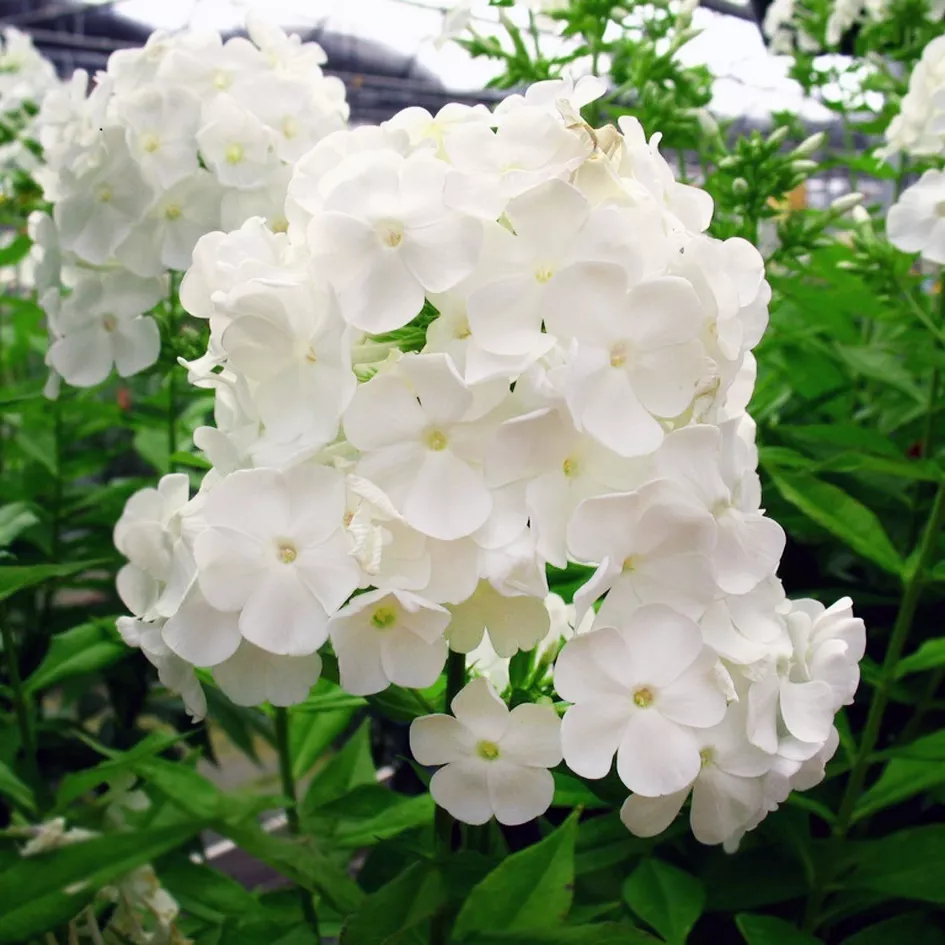 Флокс метельчатый Давид v2 Lav 