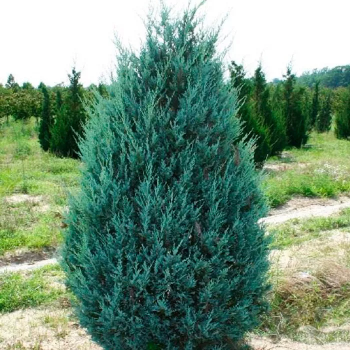 Растение можжевельник скальный Moonglow v 80-100 Lt 