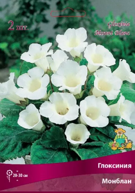 Клубень Глоксиния Монблан 4/5  2шт. Поиск 