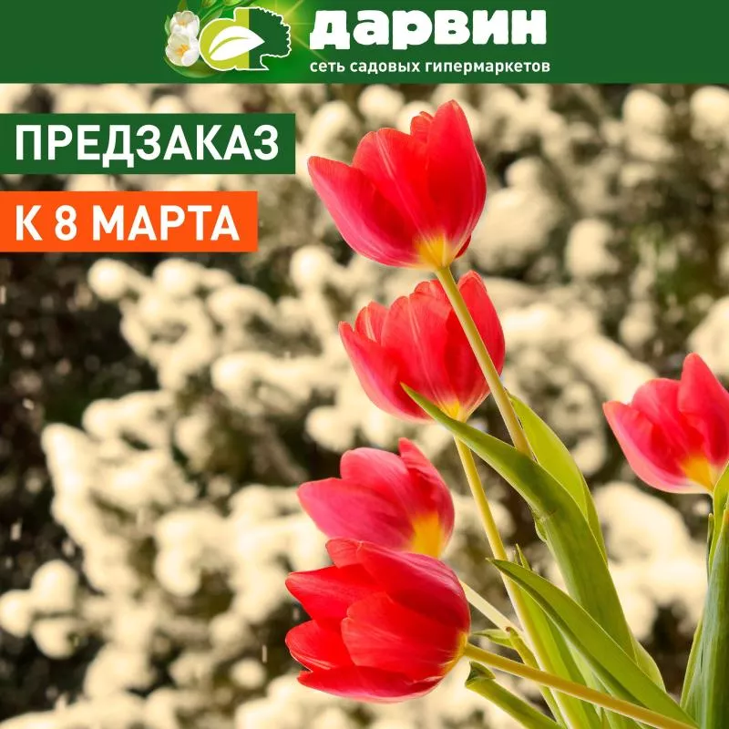 Предзаказ цветущих подарков на 8 марта!