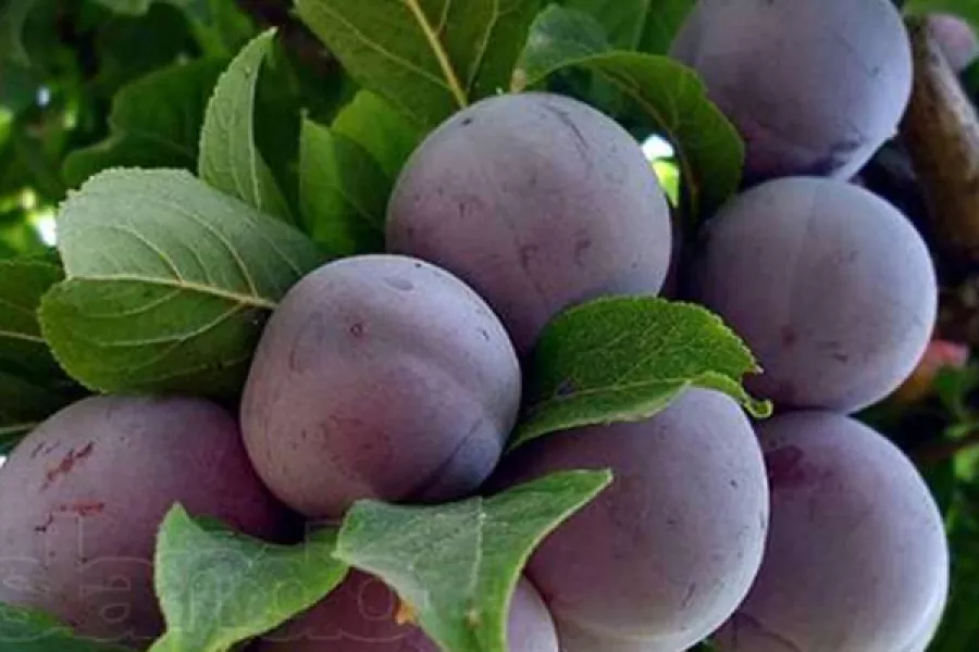 Абрикос Черный принц С10 Н120-140 ЦО 