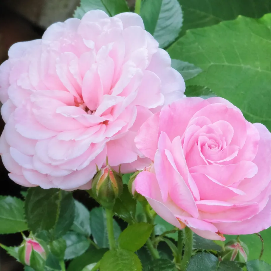 IMG_20260426_220709_858