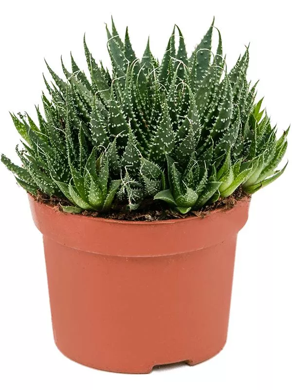 Алое Аристата d5 h12 