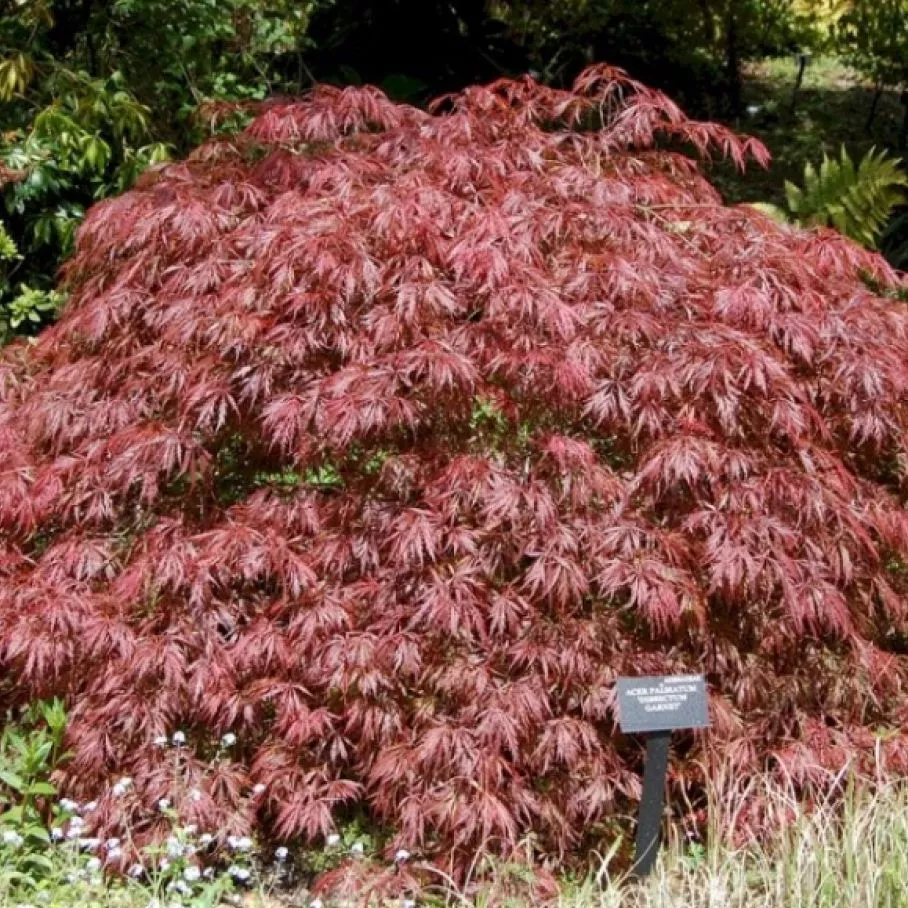 Клен японский Роял Гарнет v2 Lav 