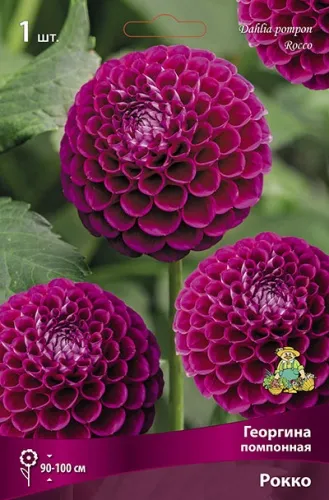 Клубень Георгина помпонная Рокко I 1шт Поиск 