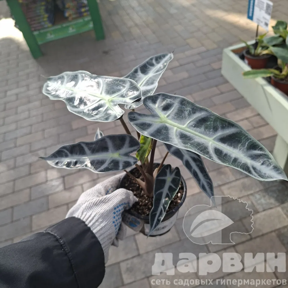 Алоказия d10 ЯР 