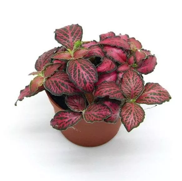 Фиттония Вершаффельта Ред мини d5 h10 