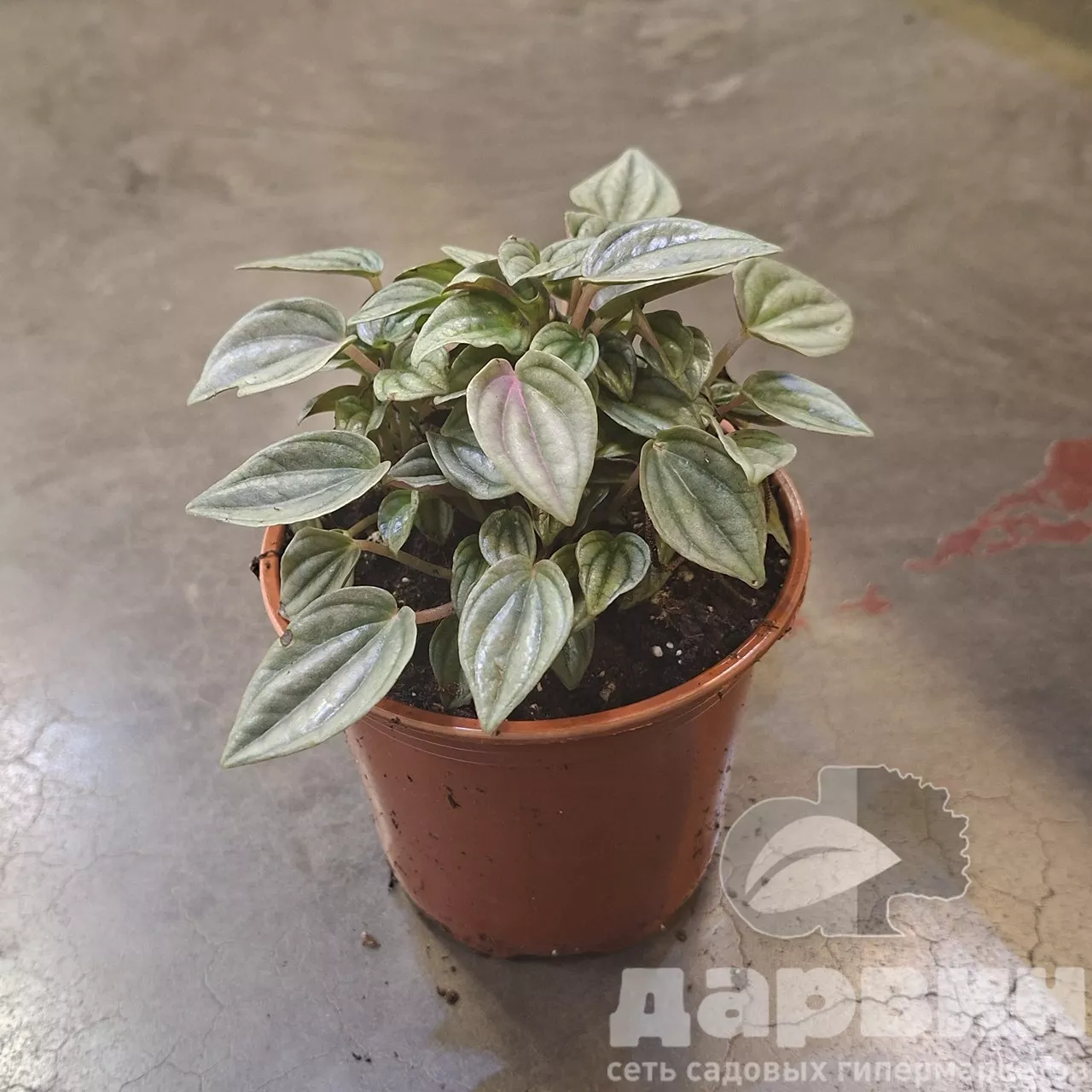 Пеперомия Мендоза d10 Tim 