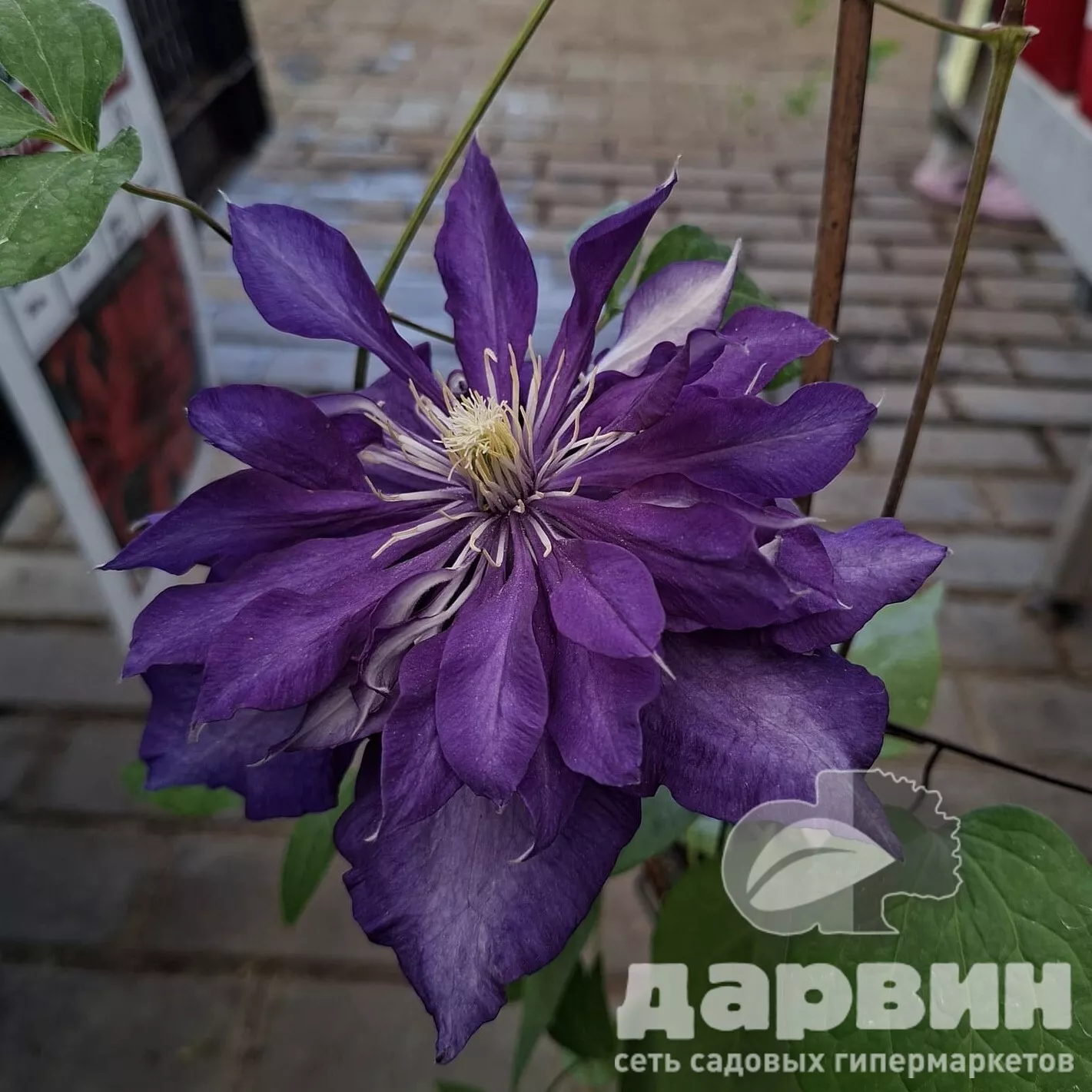 Клематис Даниель Деронда v2 CL 