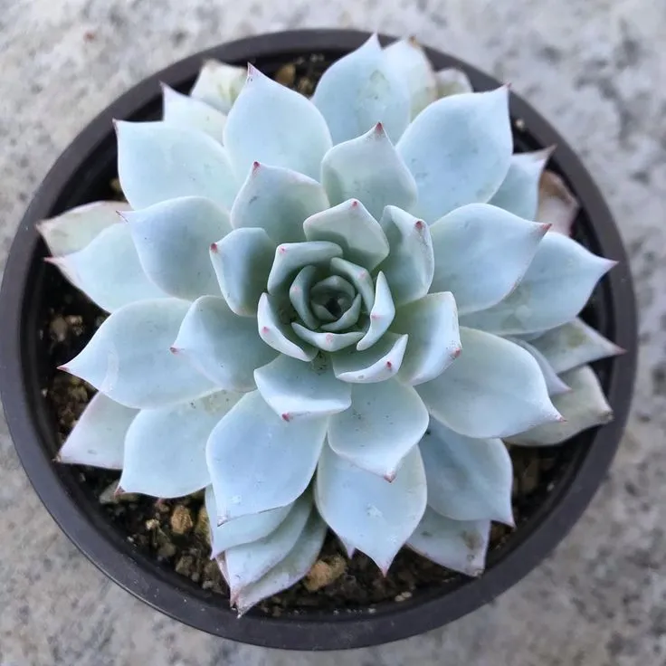 Эхеверия Пекокка d8 ХР 