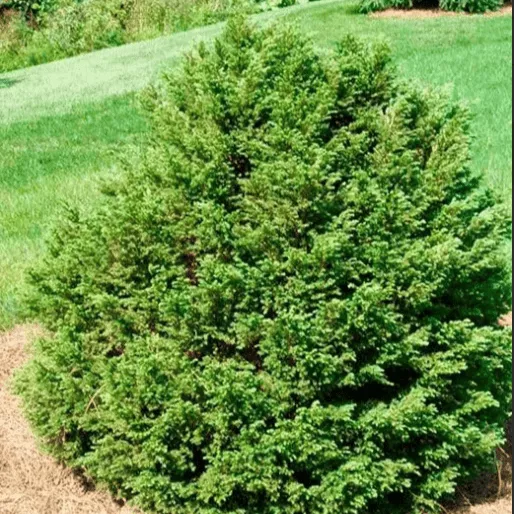 Тсуга канадская Жаклин Веркад 25-30 cm cont. 4,0L Mt 