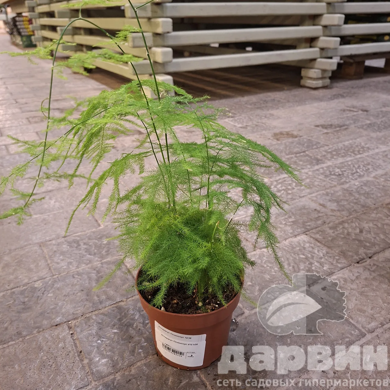 Аспарагус Плюмозус d12 h35 
