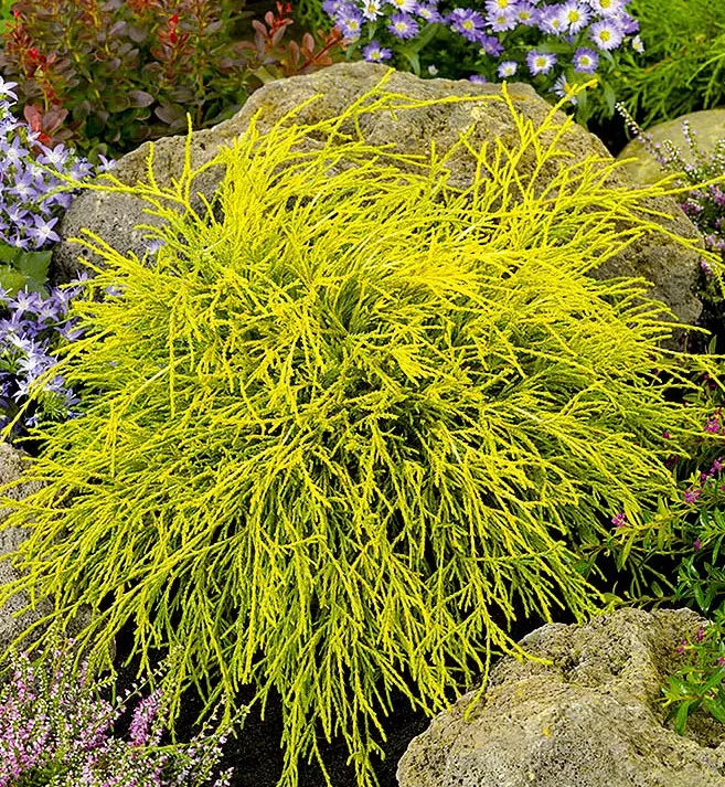 Кипарисовик горохоплодный Филифера Ауреоварьегата v3 20-30 Bor 