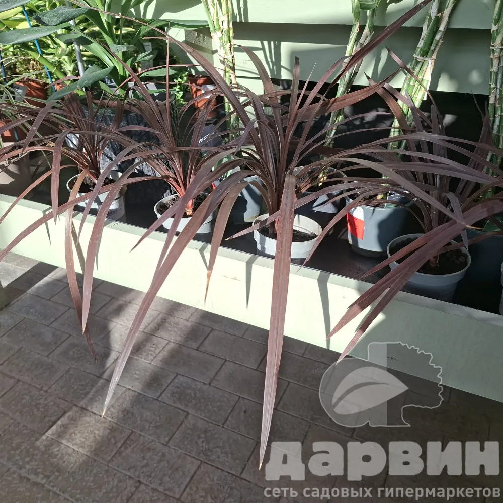 Кордилина Ред Стар d11 h45 