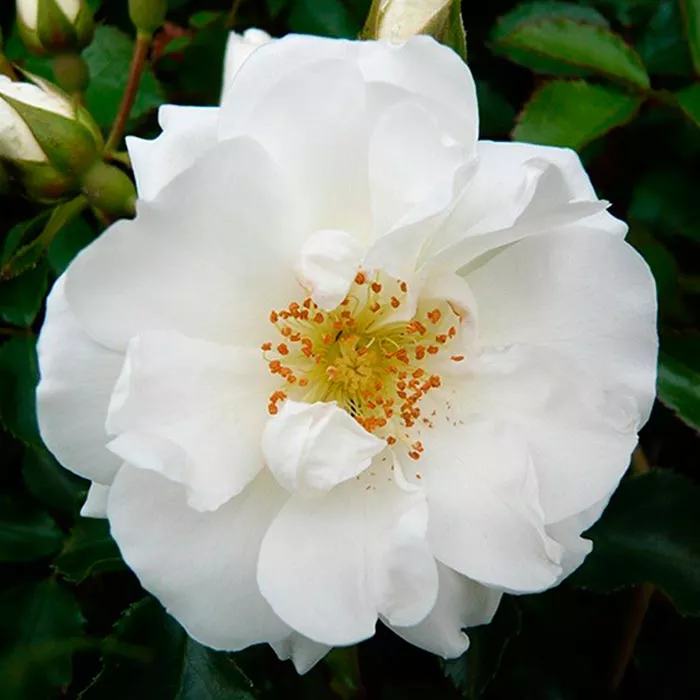 Роза шраб Вайт Кавер v5 Tim 