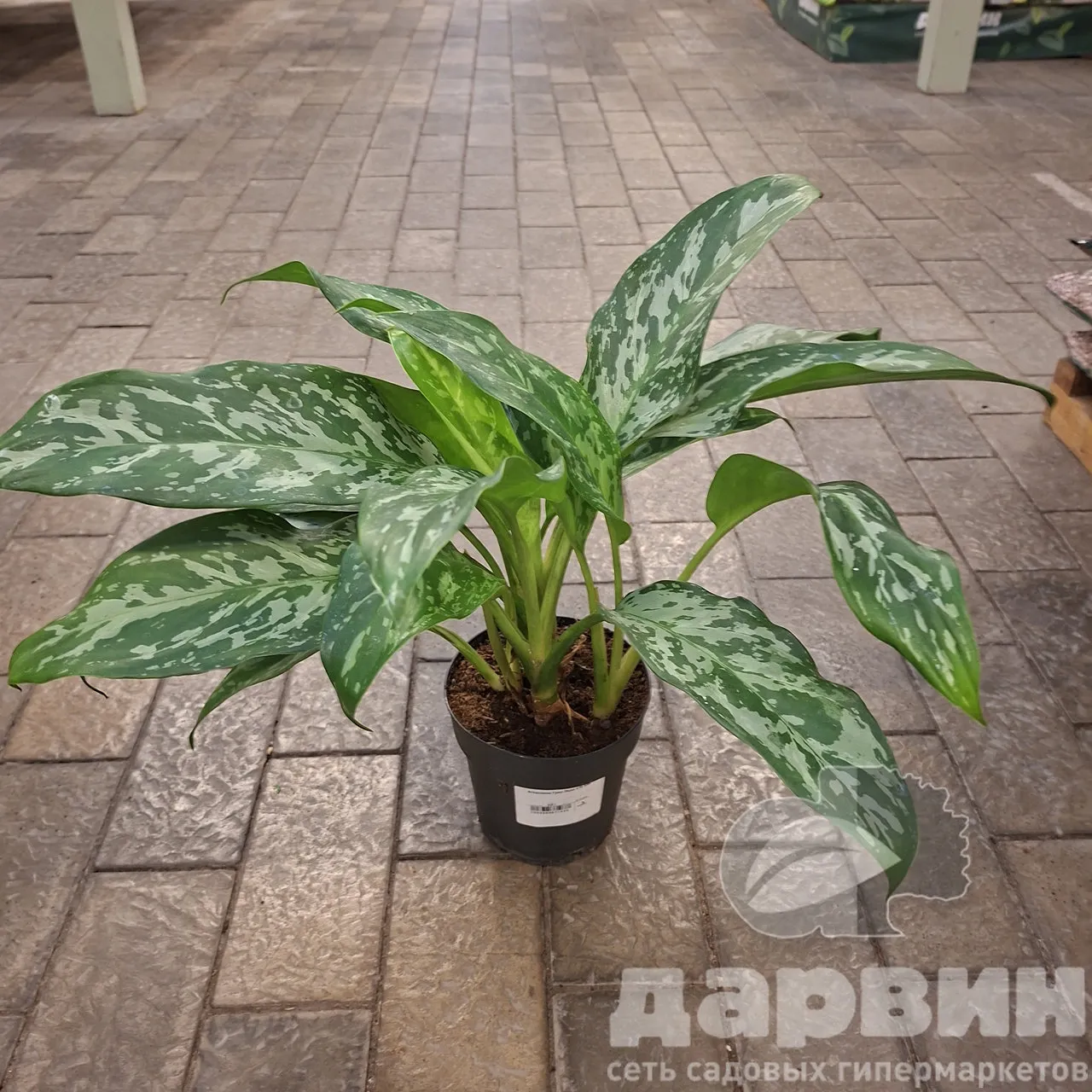 Аглаонема Грин Леди d14 h45 