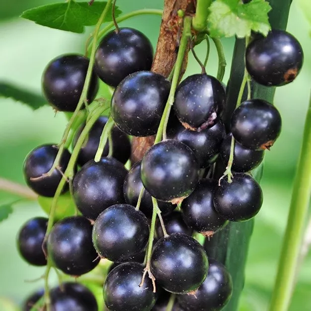 Смородина Фортуна черн v2 Tim 