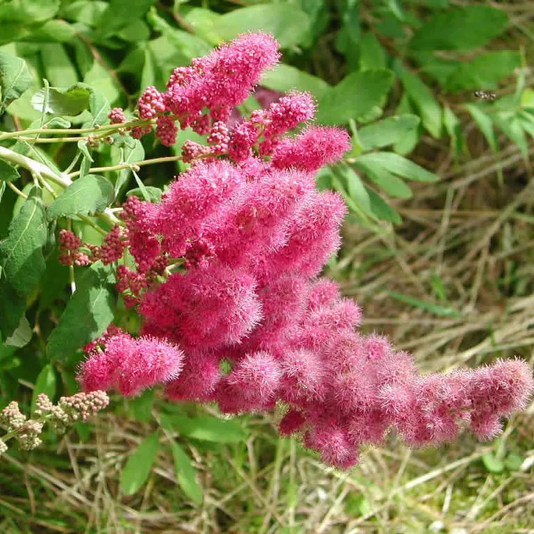 Спирея Дугласа v2 Tim 