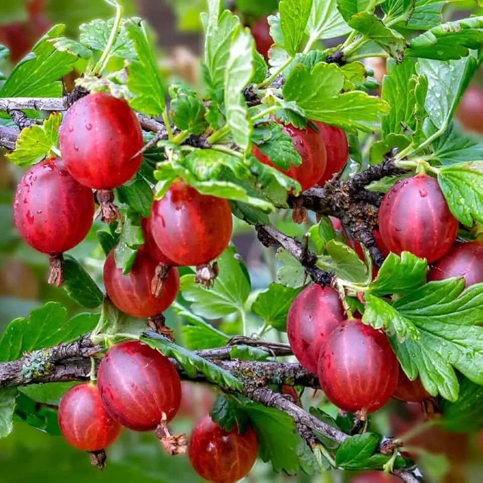 Крыжовник Хинномаки ред, красный v5 Tim 