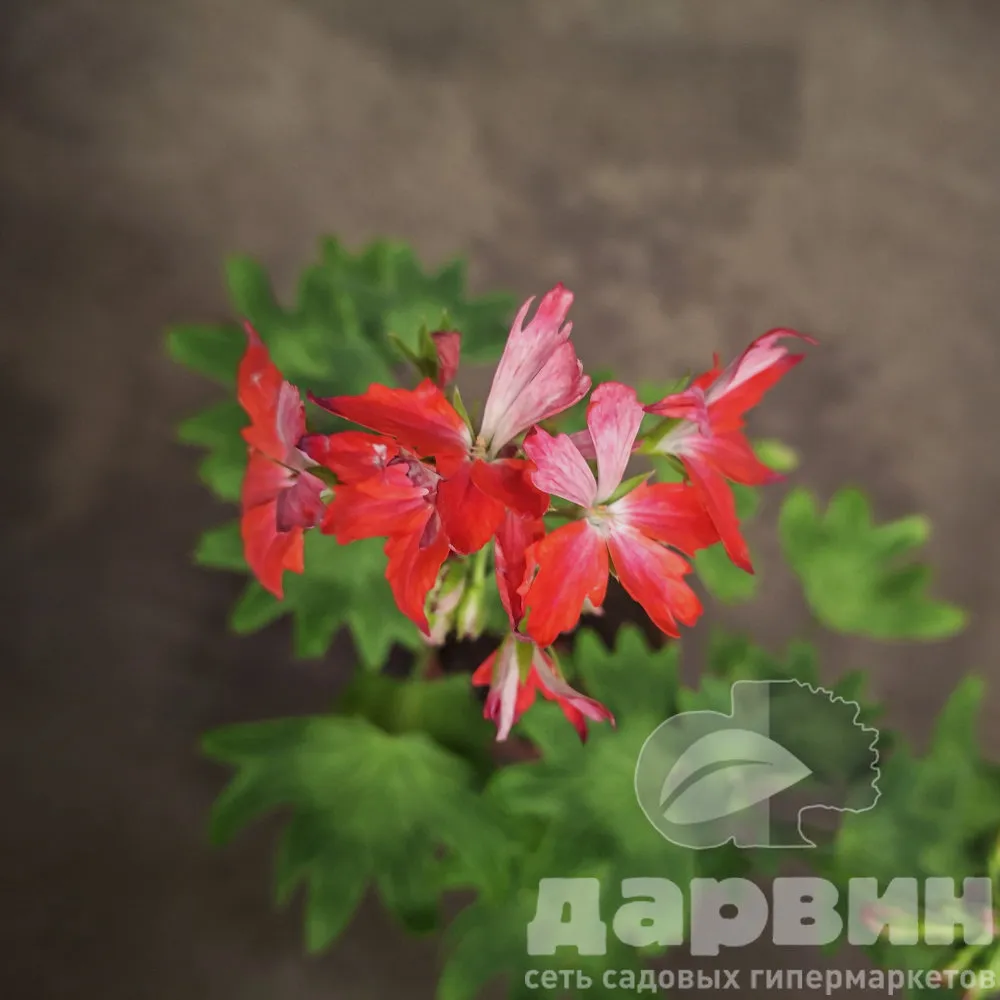 Пеларгония плющелистная Сплеш d12 Tim 