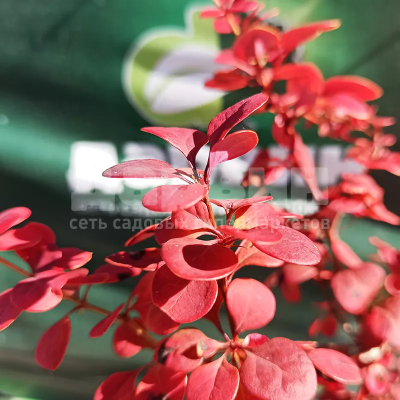 Барбарис тунберга Атропурпурея v2 Tim 