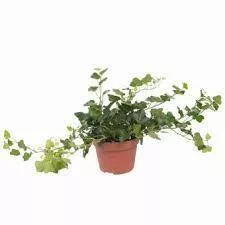 Хедера хеликс Шамрок d13 h70 