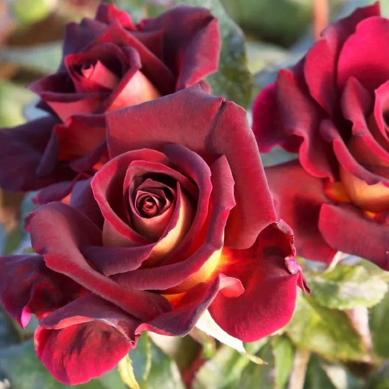 Роза чайно гибридная Эдди Митчелл в коробке Биосфера 