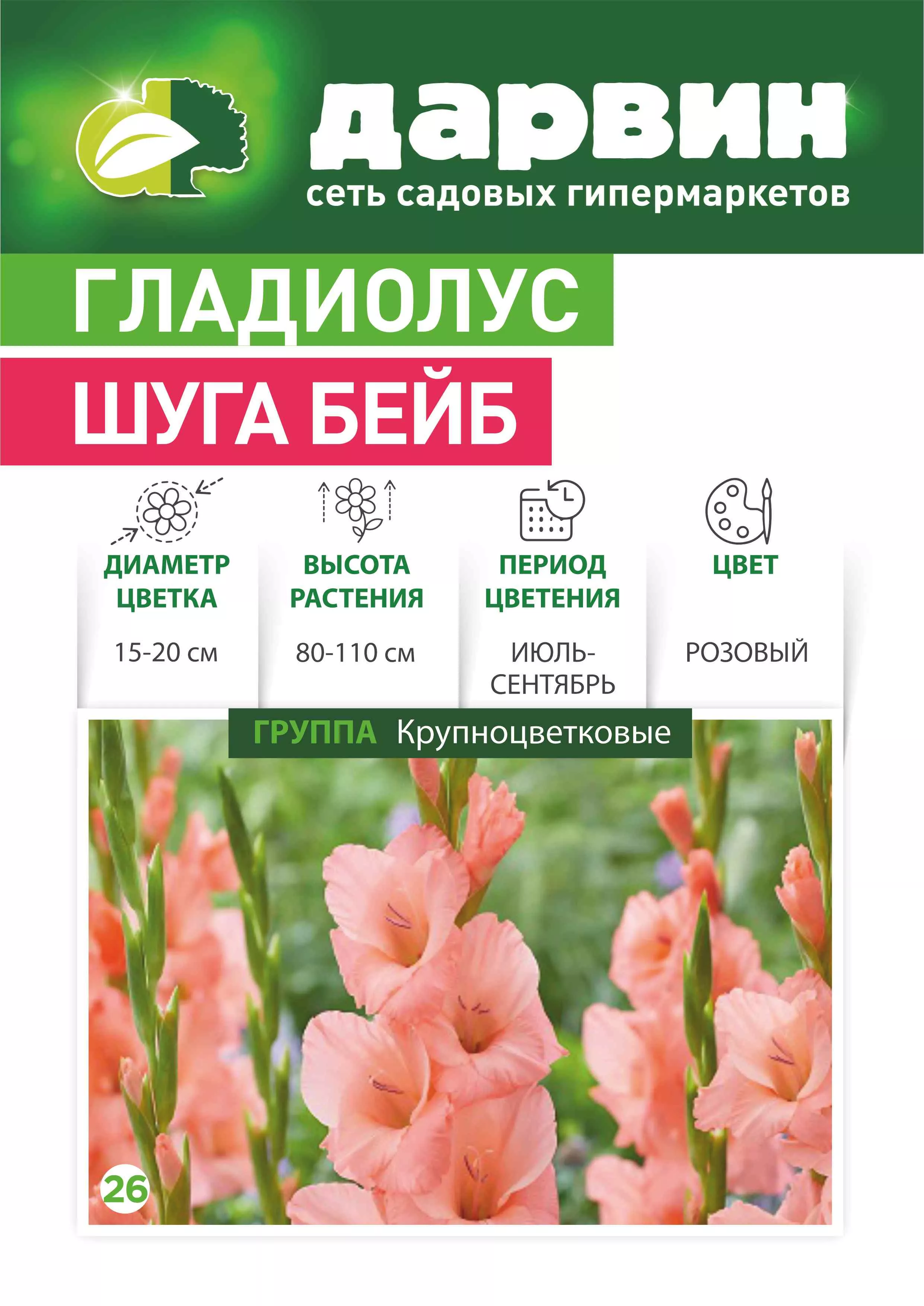 Луковица Гладиолус луковица  10/12 в асс.  