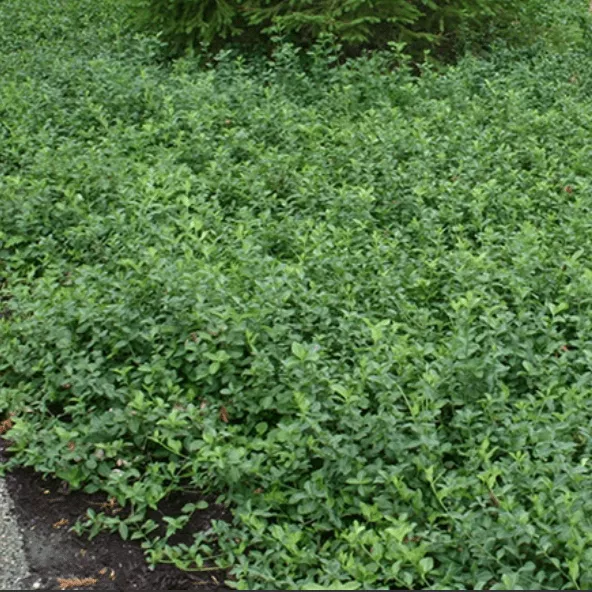 Бересклет форчуна Колоратус v2 Lav 