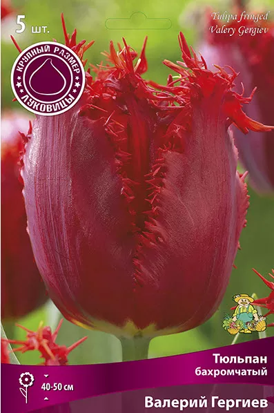 Луковица тюльпан бахромчатый Валерий Гергиев 12/+ красный 5шт Поиск 