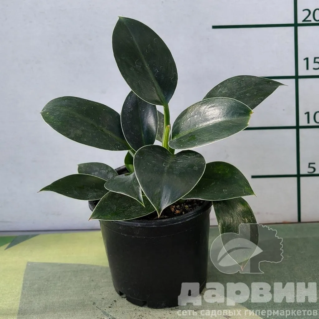 Филодендрон Грин принцесс d11 Tim 