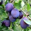 Слива Черносливовая 3-х летка 