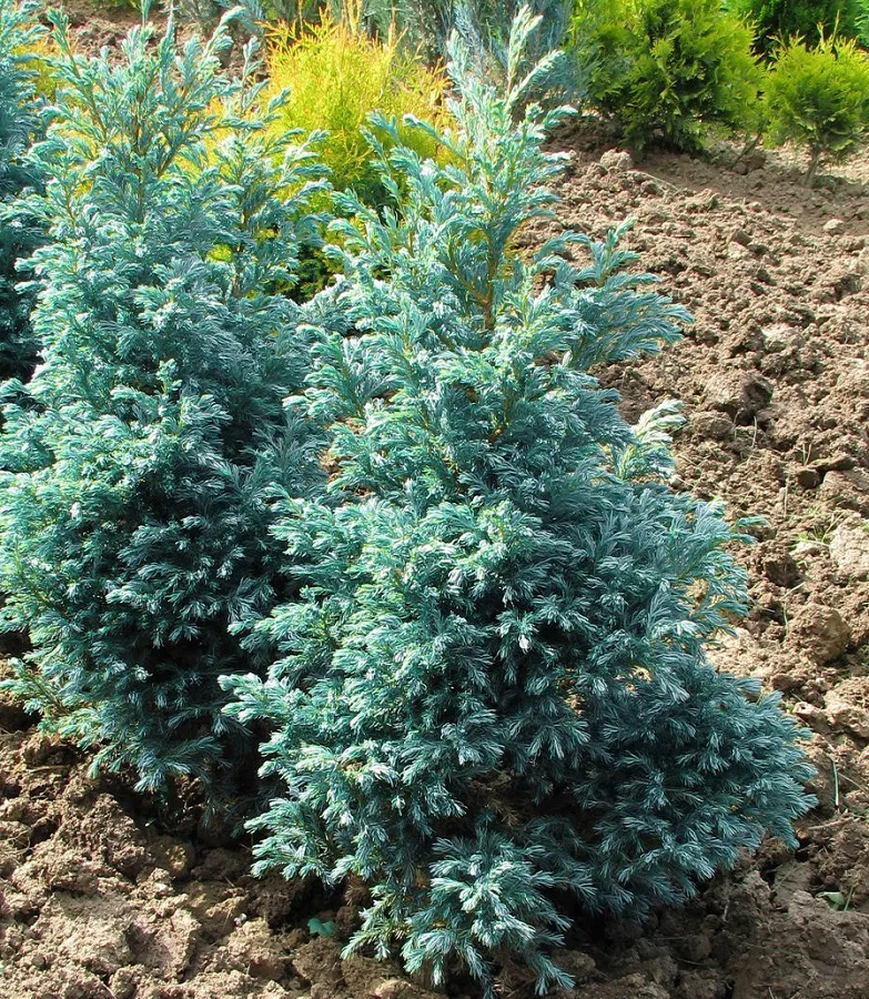 Кипарисовик горохоплодный Булевард v7,5 60-80 Bor 