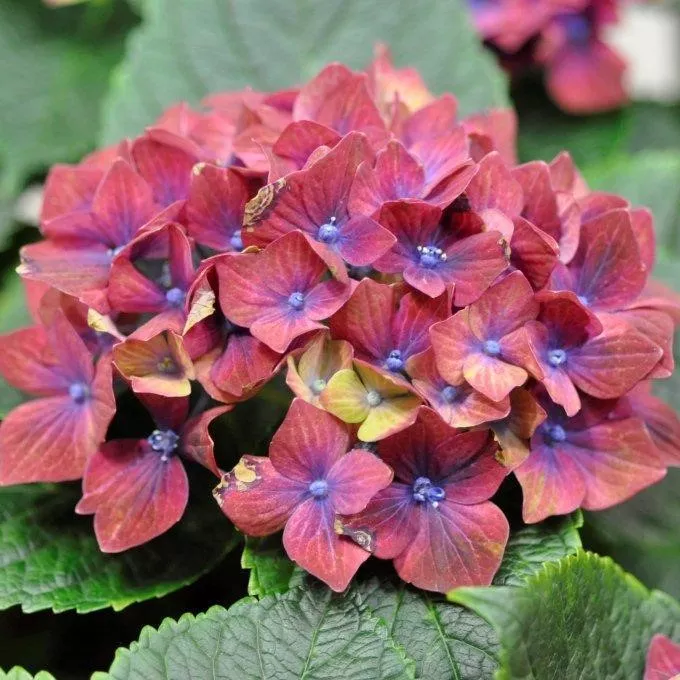 Гортензия крупнолистная Шлосс Вакербарт v5 Lav 